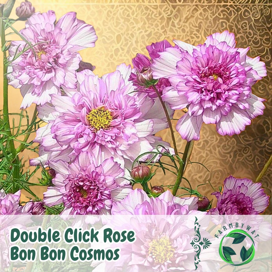 200 Double Click Rose Bon Bon Cosmos Seeds – Elegant Rose-pink Blooms ...