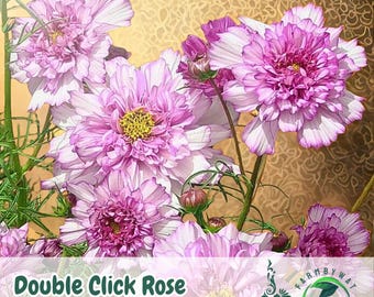 200 Double Click Rose Bon Bon Cosmos Seeds – Elegant Rose-Pink Blooms