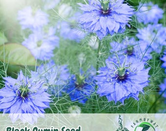 May include: Close-up of vibrant blue Nigella flowers, also known as Black Cumin Seed, with delicate, feathery green foliage. The image features several blooms in various stages of development, with the text "Black Cumin Seed" at the bottom.
