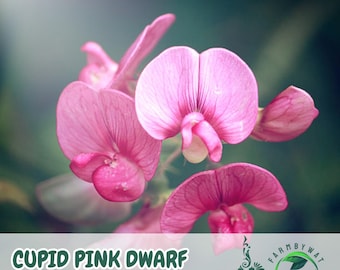 50 semillas de guisante de olor enano rosado Cupid: flores fragantes y compactas