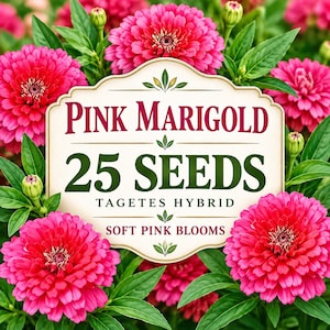 25 Pink Marigold Seeds Tagetes Hybrid soft pink pastel flower seeds for garden planting