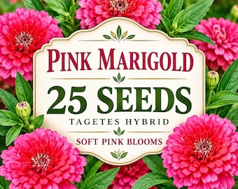 25 Pink Marigold Seeds – Tagetes Hybrid Soft Pink Blooms, Rare Pastel Garden Flower Seeds, Pollinator Friendly, Easy to Grow Annual