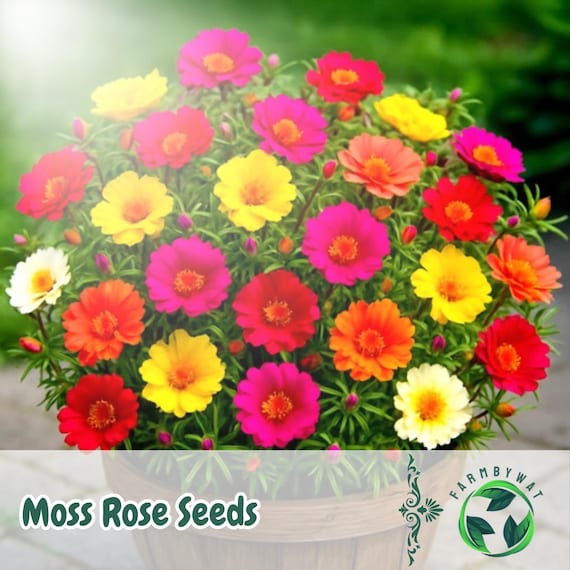 2000 Moss Rose Seeds: Drought-tolerant Portulaca Grandiflora Double Mix -  Etsy