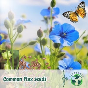 200 Common Flax Seeds Linum usitatissimum Blue Blooms Non-GMO Heirloom Pollinator-Friendly USA Seller