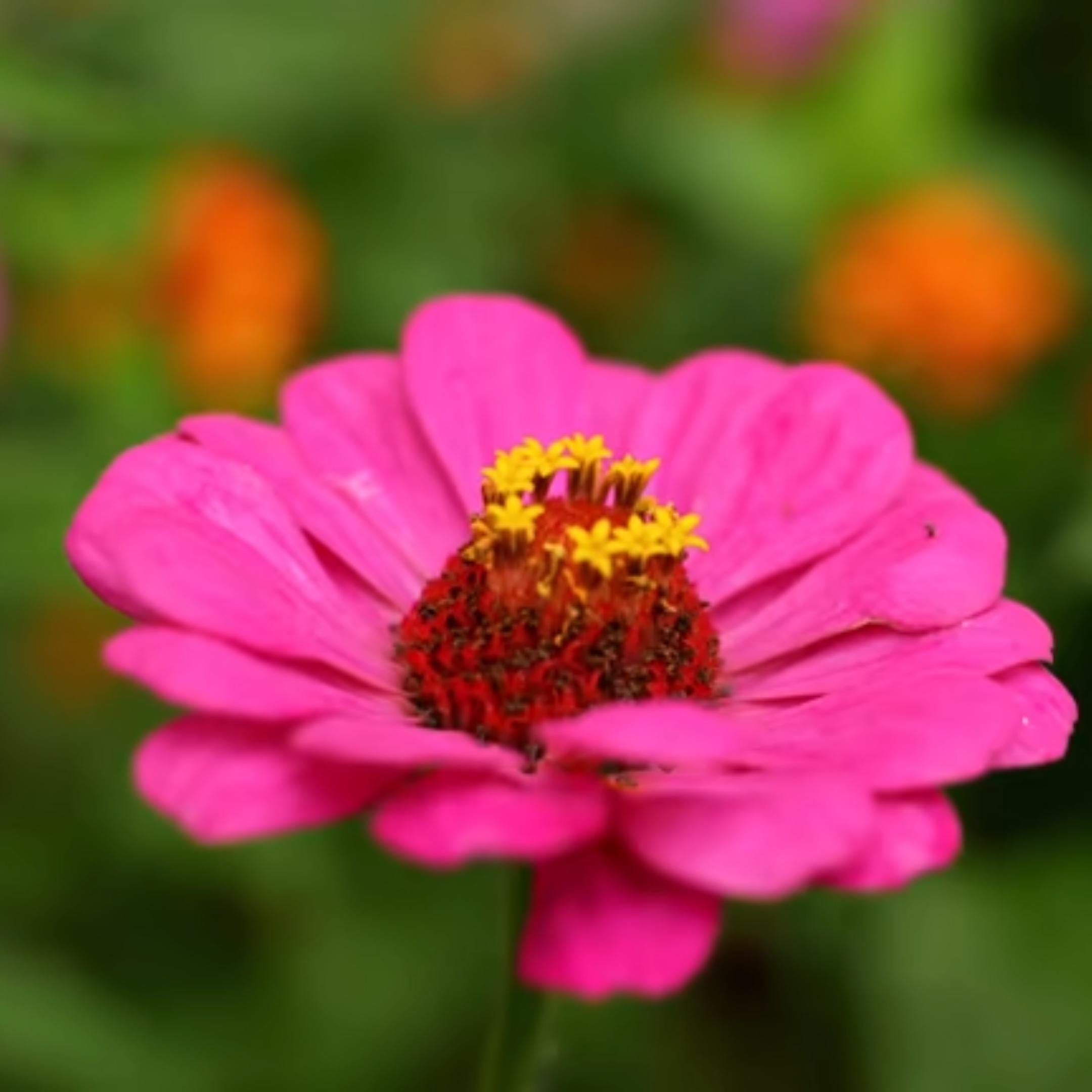 25 Cosmic Zen Zinnia & Cosmos Seed Mix: Colorful Pollinator Garden