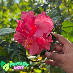 10 Rare Double Pink Hibiscus Seeds - Hardy Perennial Flower