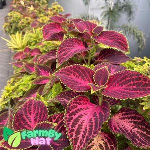 COLEUS Rainbow Mix 350 Seeds Shade Garden Container Houseplant Groundcover EasyFresh hight germination Fast SHip