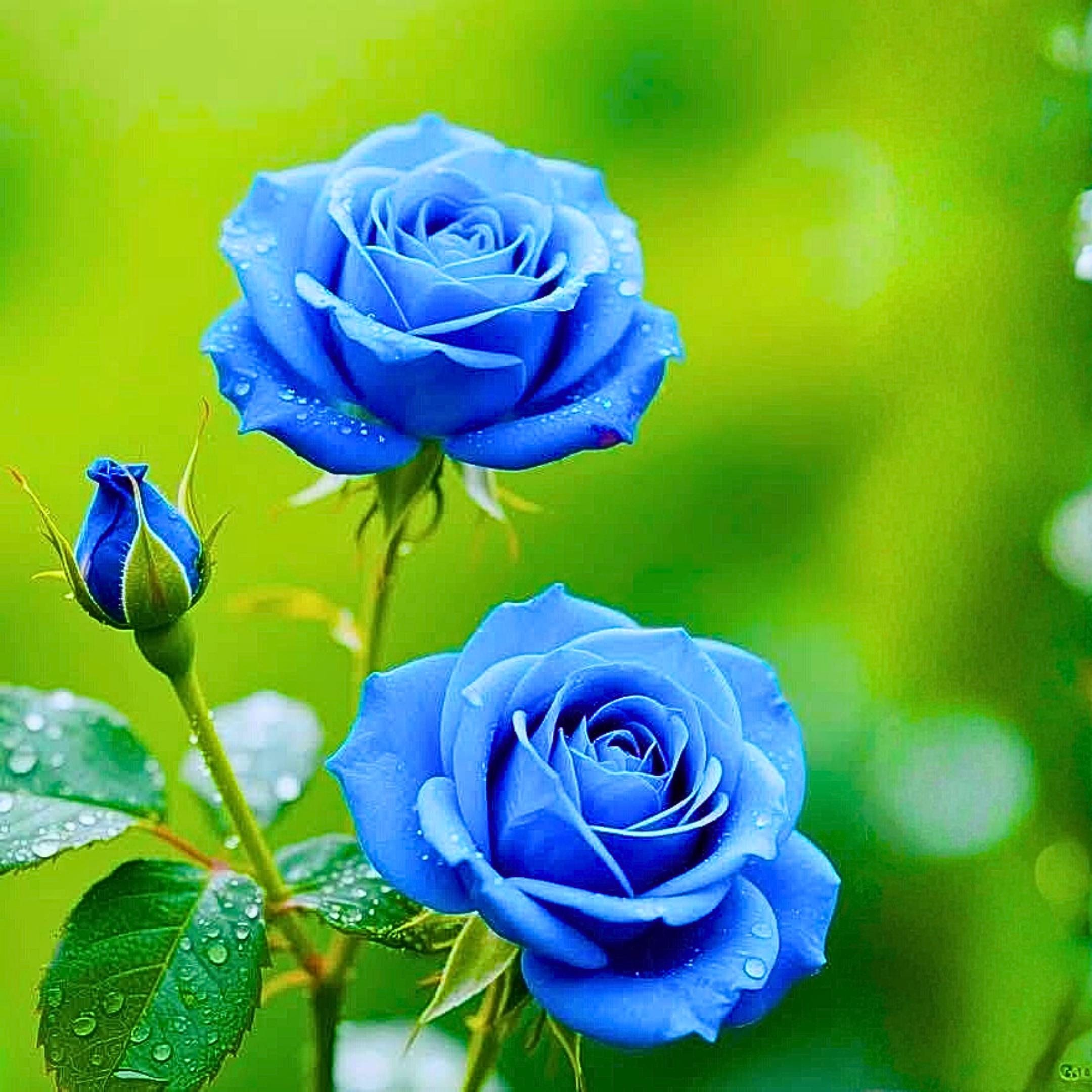 20 Light Blue Rose Seeds | Rare Ornamental Rose Variety - Etsy