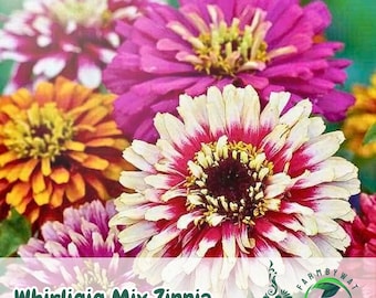 100 semillas de zinnia remolino – Flores dobles mixtas, anual de fácil cultivo