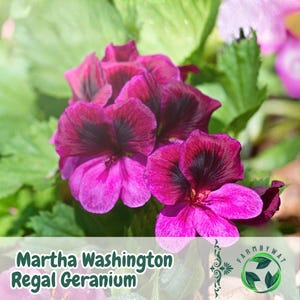 May include: Close-up of vibrant Martha Washington Regal Geranium flowers. The blooms are a deep magenta with dark burgundy centers, set against a backdrop of green foliage. The image includes the text "Martha Washington Regal Geranium".
