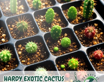 50 Hardy Exotic Cactus Seeds Mix Succulent Collection Drought Tolerant, Desert Plants, Non-GMO