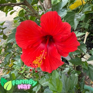 Rare 20 Seeds Red Hibiscus Hardy Dinnerplate Flower Garden Perennial Seeds Plant Fast SHip