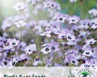 1000 Bird’s Eyes Seeds Gilia tricolor Wildflower Mix Non-GMO Annual Pollinator-Friendly USA Seller