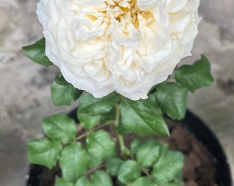 Climbing White Roses Seeds - 20seeds - Code 386 - Etsy Canada