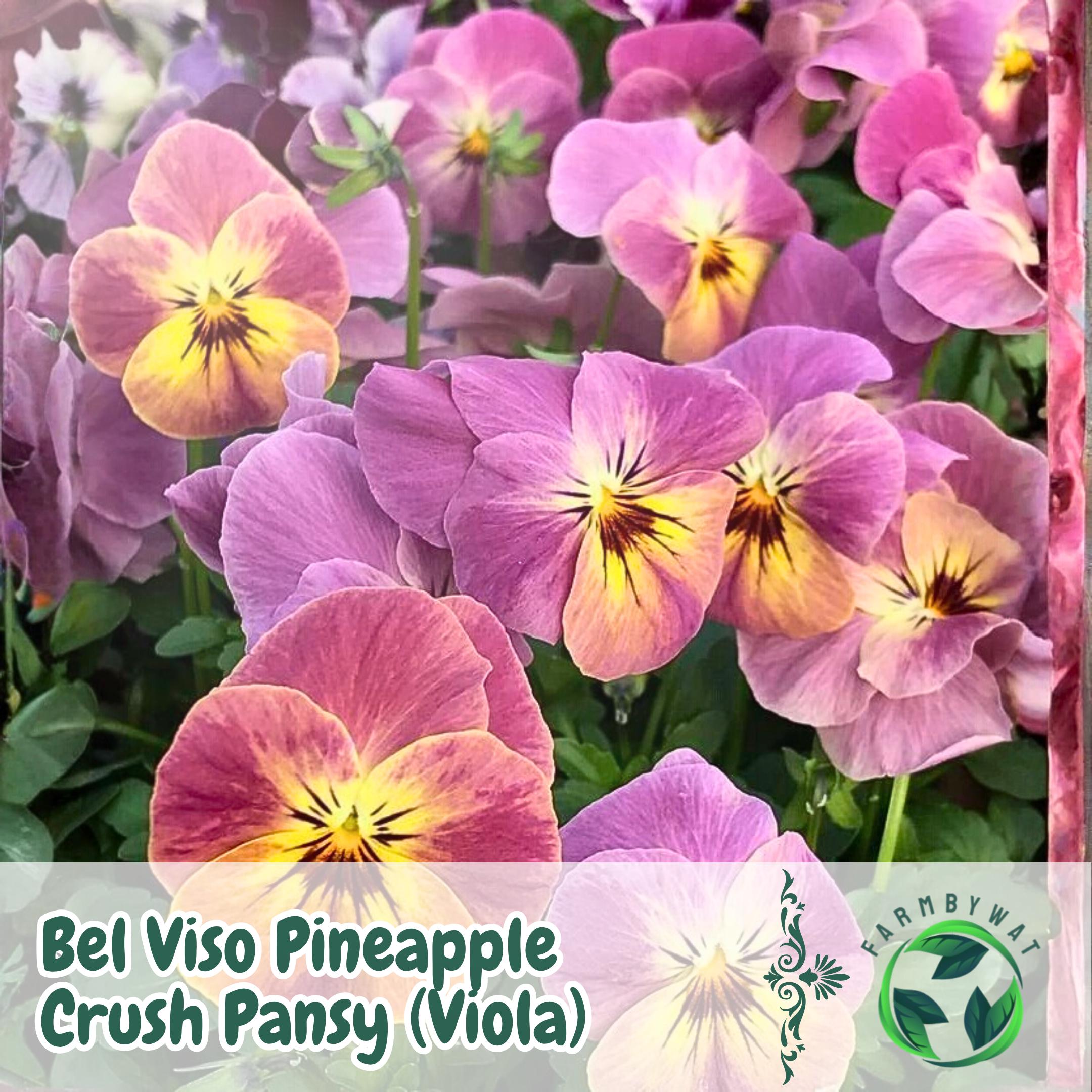 200 Bel Viso Pineapple Crush Pansy Seeds – Multi-colored Garden