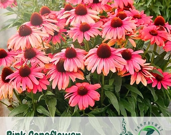 100 graines d'échinacée rose | Fleurs vivaces d'échinacée | Plantes de jardin respectueuses des pollinisateurs