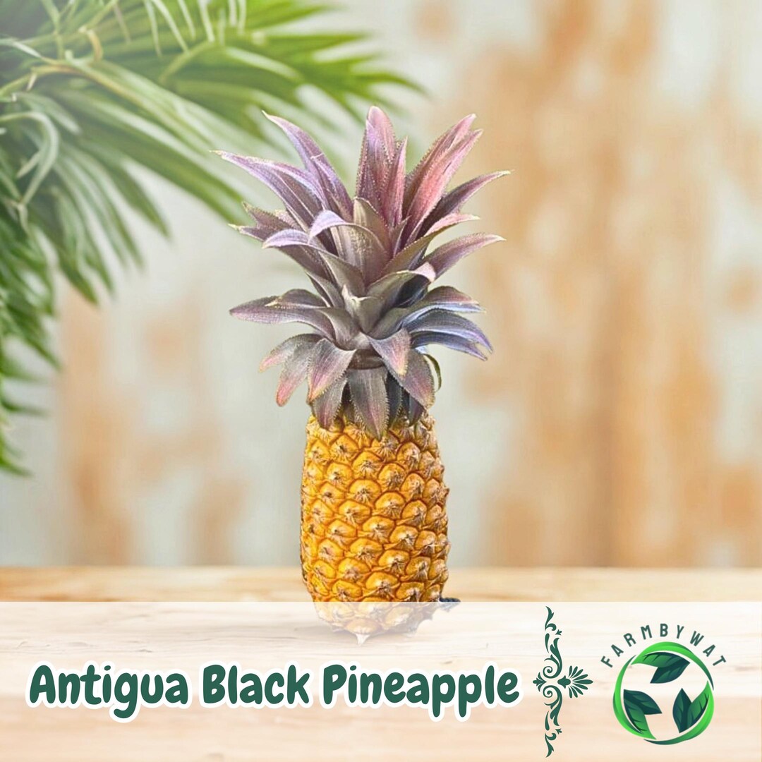 15 Antigua Black Pineapple Seeds – Tropical Ananas Comosus Variety for ...