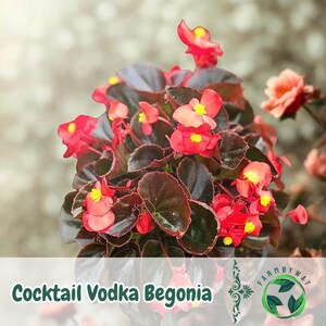 May include: A close-up of a Cocktail Vodka Begonia plant with bright red flowers and dark burgundy leaves. The flowers have yellow centres. The image has a soft, blurred background.