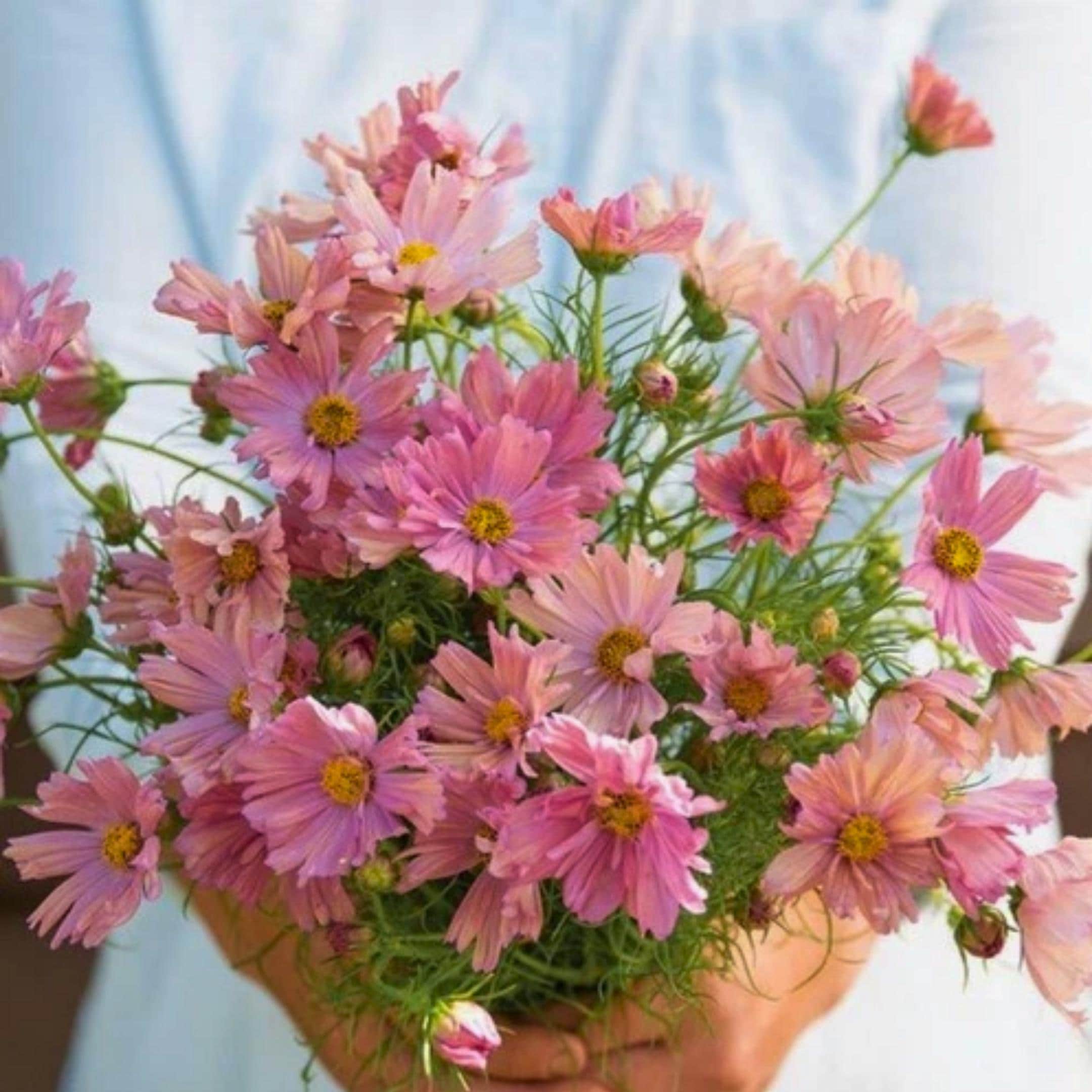 200 Apricot Pink Cosmos Seeds: Heirloom Non-gmo Apricotta, Cottage