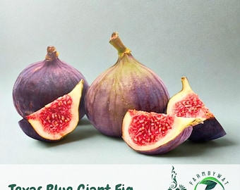 100 Texas Blue Giant Fig Seeds – Edible Fruit Tree, Ornamental Foliage