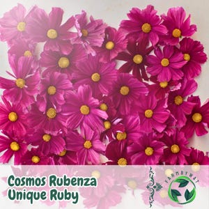 May include: A collection of vibrant, deep magenta Cosmos Rubenza Unique Ruby flowers with bright yellow centers. The flowers are arranged closely together, creating a visually appealing display. The image includes the text "Cosmos Rubenza Unique Ruby".
