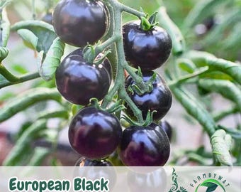 100 semillas de tomate cherry negro europeo / Variedad tradicional no transgénica / Tomates cherry oscuros únicos