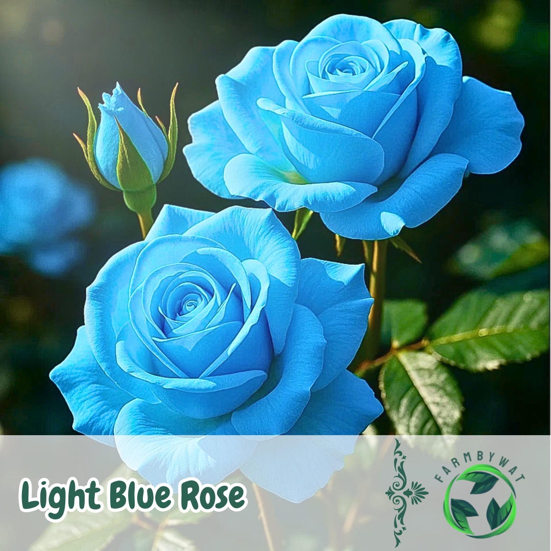 20 Light Blue Rose Seeds | Rare Ornamental Rose Variety - Etsy
