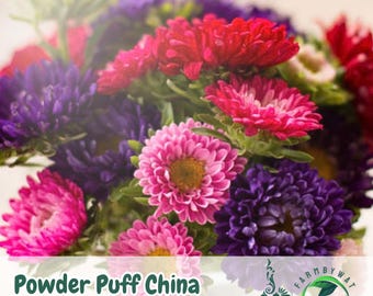 200 Powder Puff China Aster Seeds, Mixed Colors, Pollinator Friendly