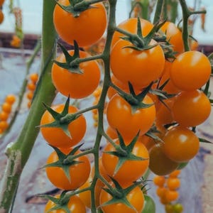 Rare 100 Seeds Patio Choice Yellow Cherry Tomato Seeds - Heirloom Non-GMO Super Sweet High-Yield Variety hight germination Fast SHip