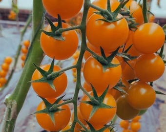 種子。しだれ咲き！ハンギングバスケットに最適なチェリートマト