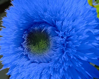 50 semillas raras de girasol Blue Teddy Bear. Impresionantes flores anuales. Frescas, alta germinación. Envío rápido.