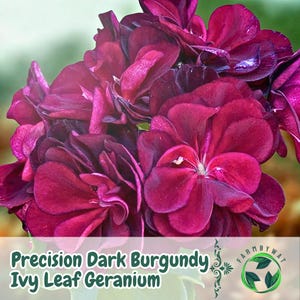 Op de afbeelding: Close-up van een cluster van donker bordeauxrode klimopbladgeraniumbloemen. De bloemblaadjes hebben een diepe, rijke kleur en een fluweelzachte textuur. De afbeelding bevat de tekst "Precision Dark Burgundy Ivy Leaf Geranium".