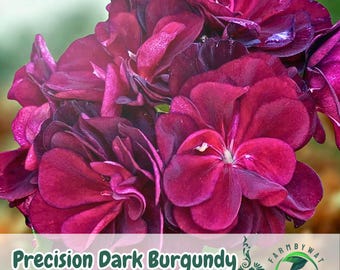 25 Dark Burgundy Ivy Geranium Seeds – Trailing Pelargonium for Hanging Baskets