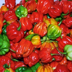 May include: A large collection of fresh habanero peppers in various stages of ripeness, featuring vibrant red, orange, and green colors. Each pepper has a distinctively wrinkled, lantern-like shape with a small green stem attached at the top.