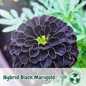 May include: Close-up of a Hybrid Black Marigold flower. The dark purple petals have white edges, surrounding a yellow and green center. The flower is in full bloom, with green foliage in the background. The text "Hybrid Black Marigold" is at the bottom.