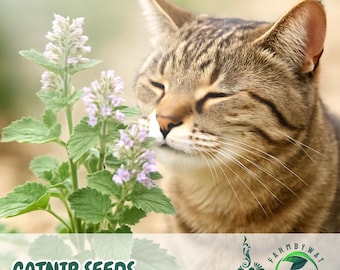 4000 Catnip Seeds Nepeta cataria Perennial Herb Pollinator Friendly, Garden Plant, Non-GMO