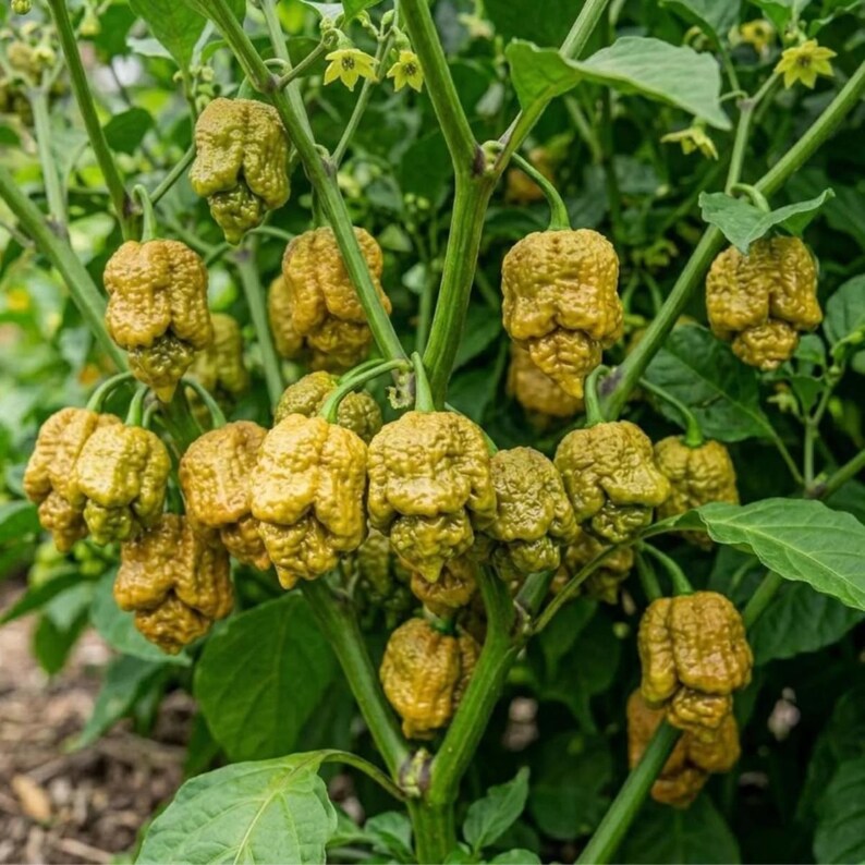 25 Pepper X Seeds for Planting - Etsy