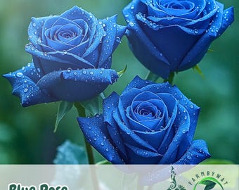 Mystery Blue Roses. Random Pick. - Etsy 日本