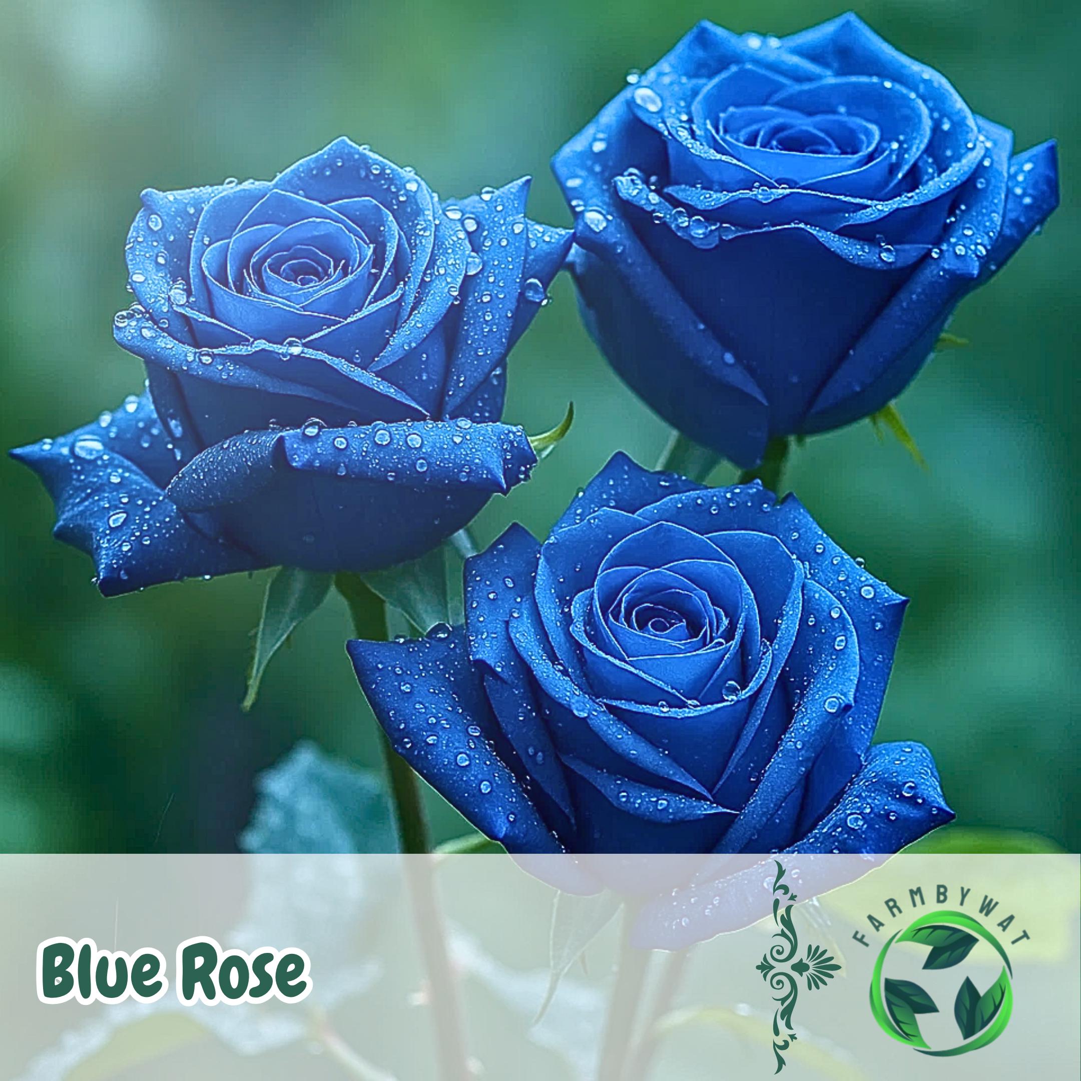 20 Rare Blue Rose Seeds | Non-gmo Garden Flowers | Enchanting Deep