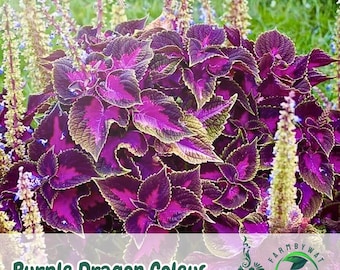 25 nasion Purple Dragon Coleus | Roślina do ogrodu w cieniu