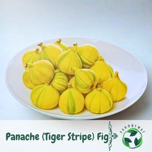 May include: A white plate filled with Panache (Tiger Stripe) figs. The figs are yellow with green stripes. The image also includes the text "Panache (Tiger Stripe) Fig" and a logo.