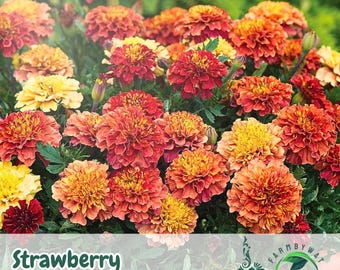 25 Sementes de Calêndula Morango Loiro | Flores Anuais Multicoloridas Exclusivas