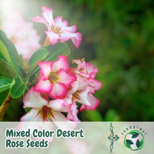 5 Desert Rose Seeds Adenium obesum Mixed Colors Rare Succulent Flower Seeds Drought Tolerant Easy to Grow USA Seller