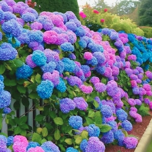 25 Blue Pink Purple Hydrangea Seeds | Hardy Perennial Blooms | Colorful Garden Shrub Flowers | Non-GMO