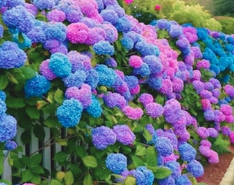 25 Blue Pink Purple Hydrangea Seeds | Hardy Perennial Blooms | Colorful Garden Shrub Flowers | Non-GMO