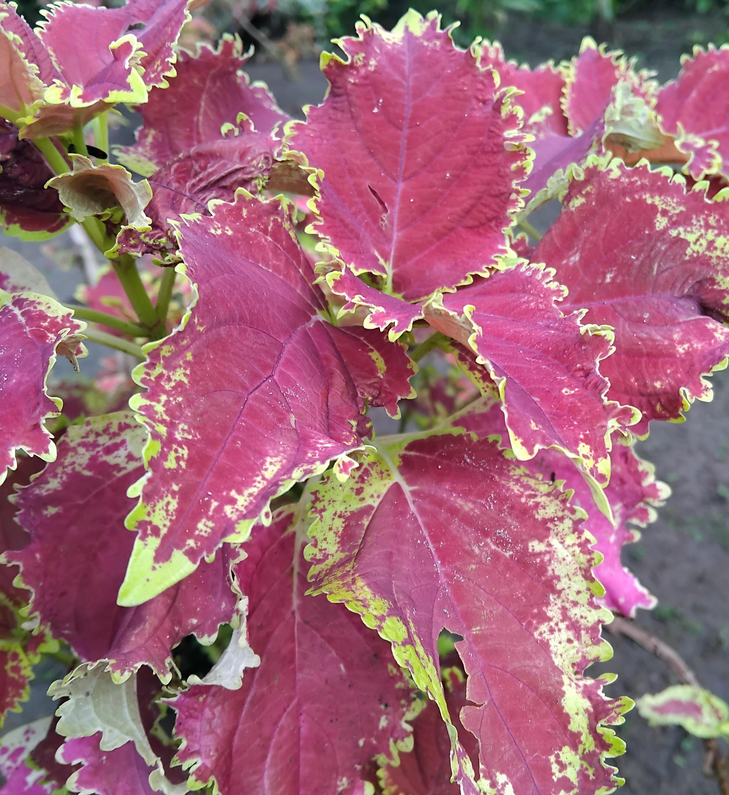 プロスコリウス・ギラファガタ 25 Japanese Coleus Seeds: Dark Red With Golden Edge, Exotic