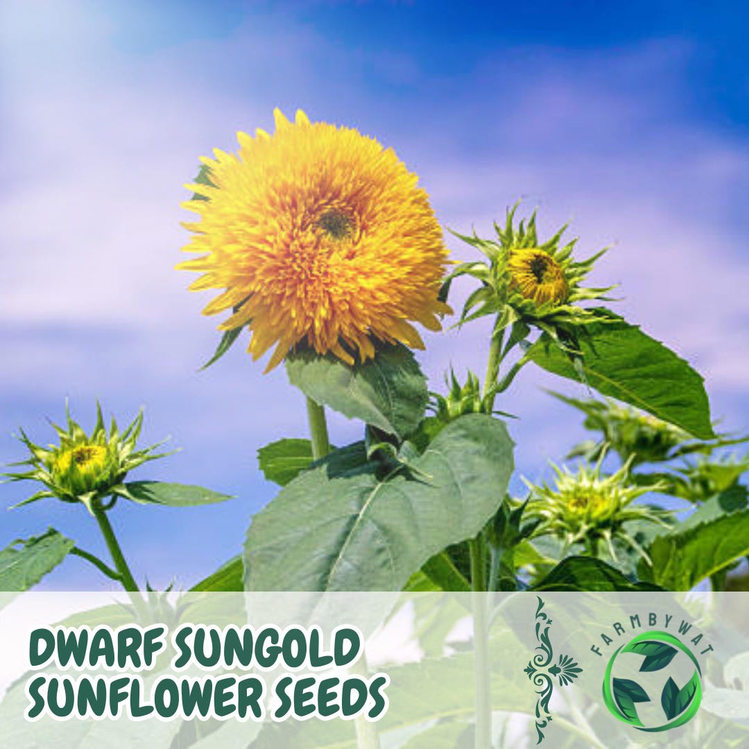 40 Dwarf Sungold Sunflower Seeds Helianthus Annuus Compact Teddy Bear ...