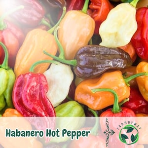 50 Habanero Hot Pepper Seeds Heirloom Non-GMO Spicy Garden Vegetable Easy to Grow USA Seller