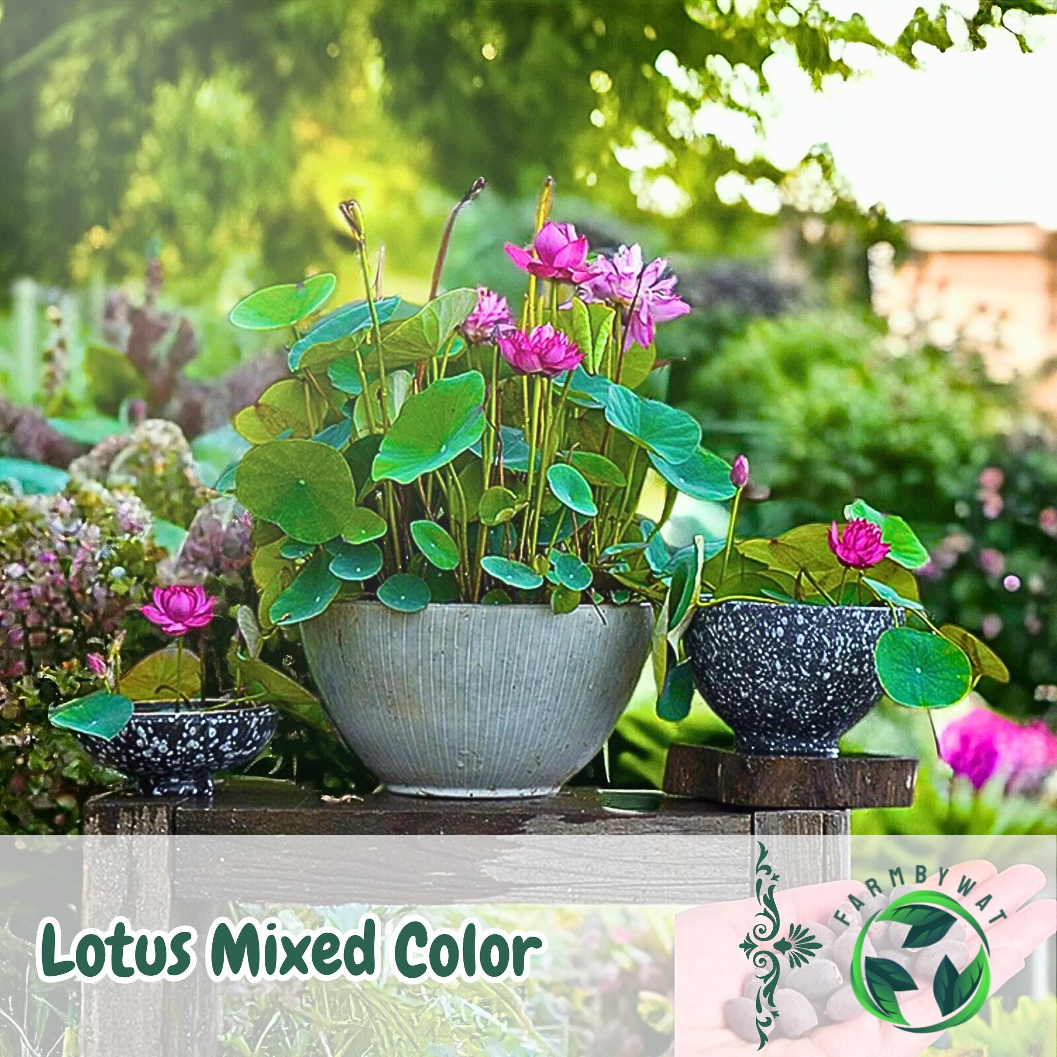 Bonsai lotus seeds - Etsy.de