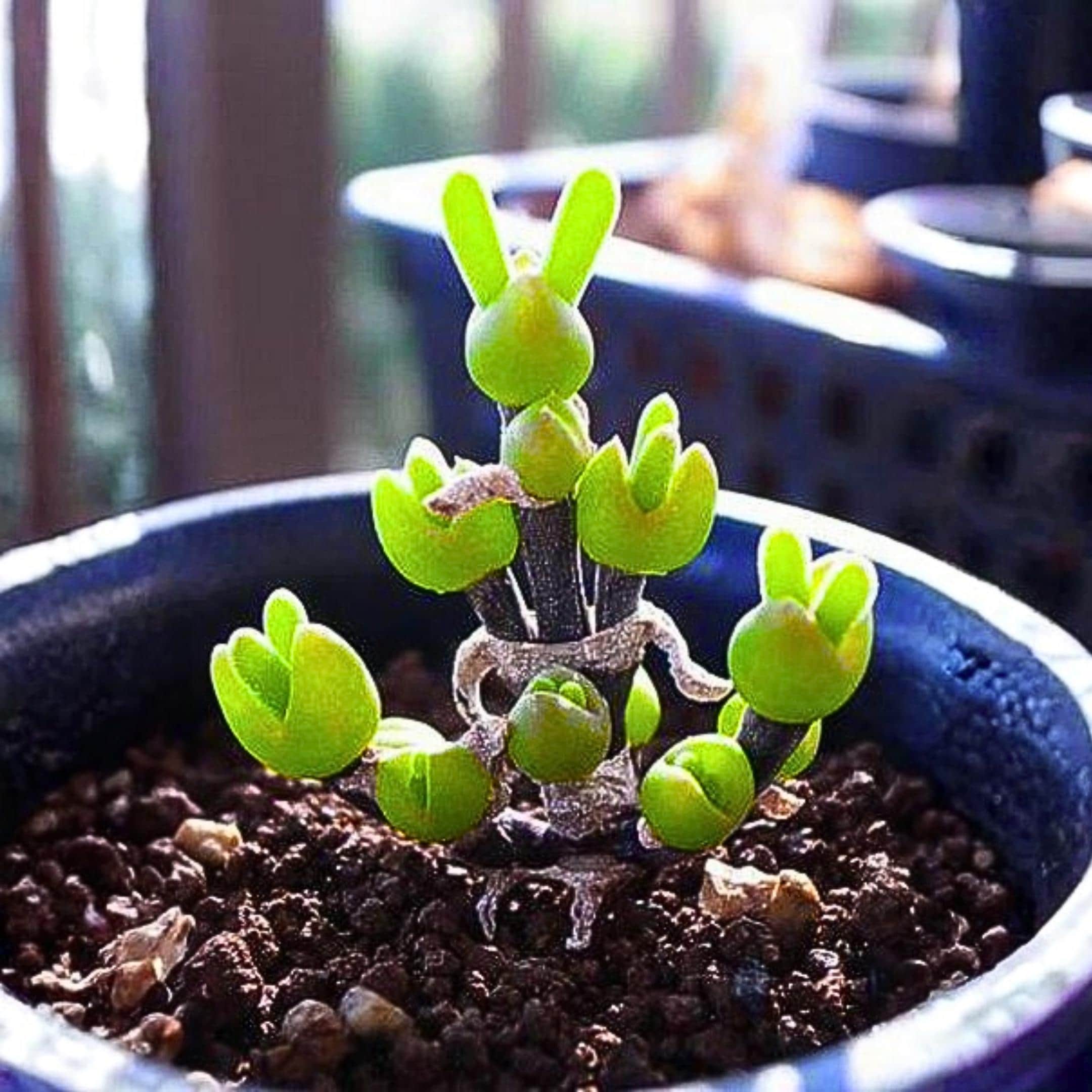 100 Bunny Ear Succulent Seeds  Monilaria for Indoor & Outdoor Container  Gardens - Etsy